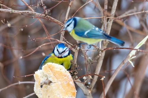 Blaumeise