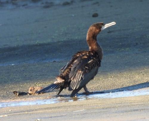 Kormoran (Jungvogel)