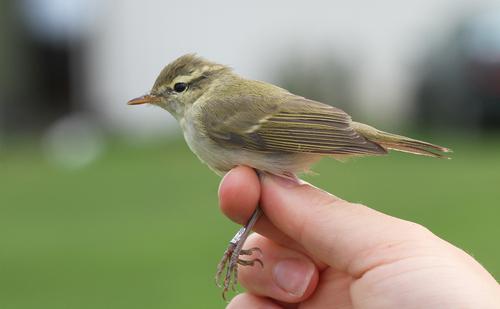 Grünlaubsänger (Jungvogel)