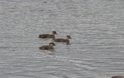 Eisente (Jungvogel)