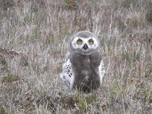 Schneeeule (Jungvogel)