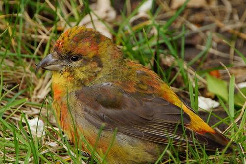 Fichtenkreuzschnabel (Jungvogel)