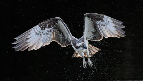 Fischadler (Jungvogel)