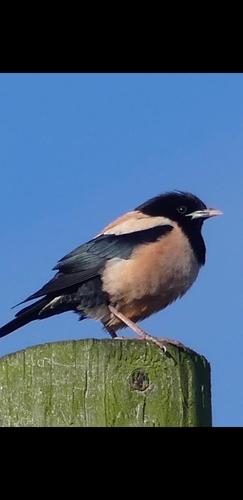 Rosenstar (Männchen)