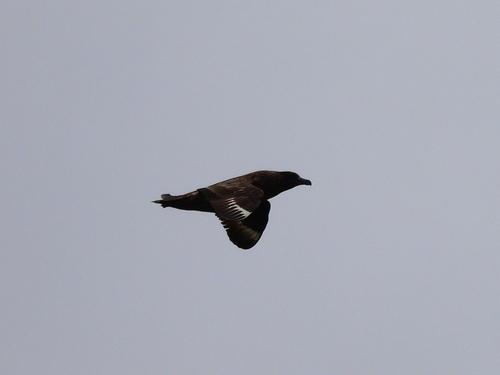 Skua