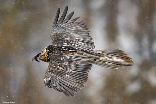 Bartgeier (Jungvogel)