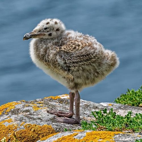 Mantelmöwe (Jungvogel)
