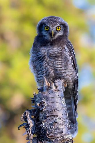 Sperbereule (Jungvogel)