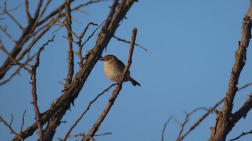 Zistensänger (Jungvogel)