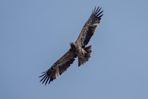Kaiseradler (Jungvogel)