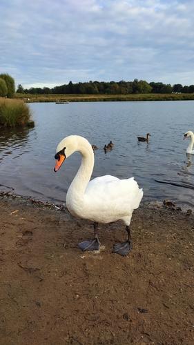 Höckerschwan