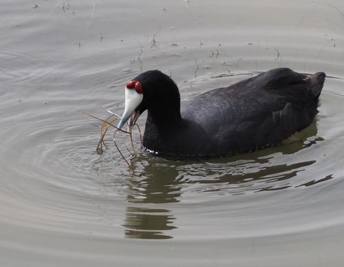 Kammbläßhuhn