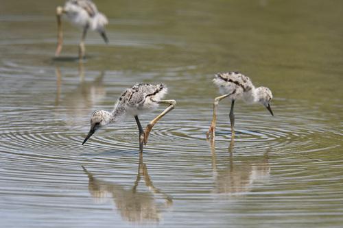 Stelzenläufer (Jungvogel)
