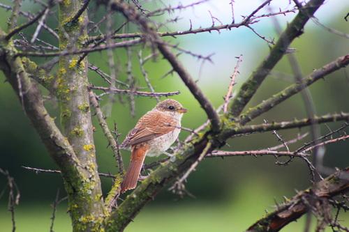 Neuntöter (Jungvogel)