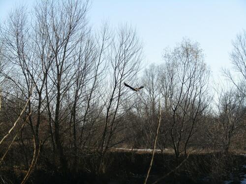 Seeadler (Jungvogel)