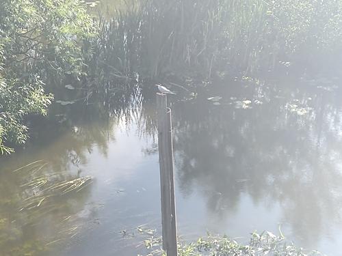 Flußseeschwalbe