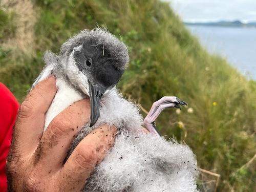Atlantiksturmtaucher (Jungvogel)