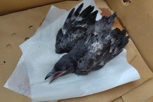 Rabenkrähe (Jungvogel)