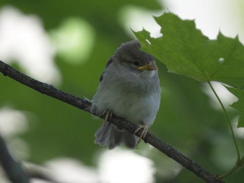 Haussperling (Jungvogel)