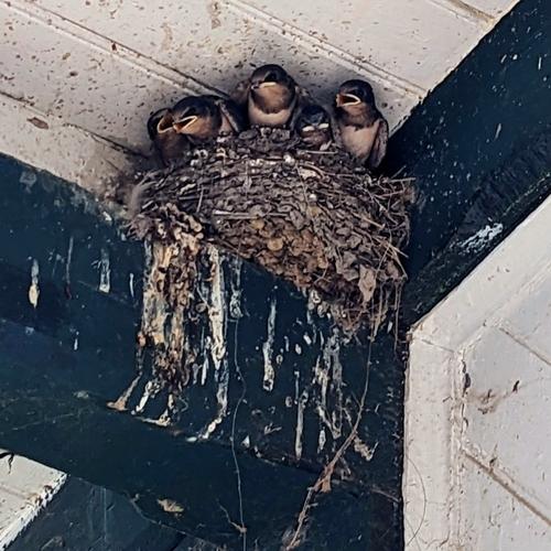 Rauchschwalbe (Jungvogel)