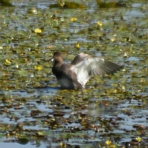 Moorente (Jungvogel)