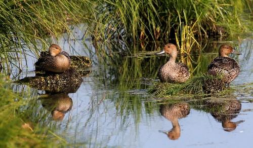 Spießente (Jungvogel)
