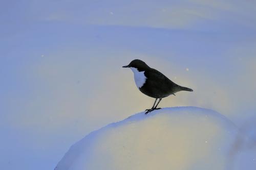Wasseramsel