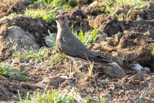 Rotflügel-Brachschwalbe (Jungvogel)
