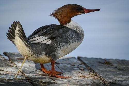Gänsesäger