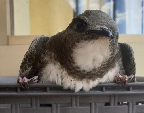 Alpensegler (Jungvogel)