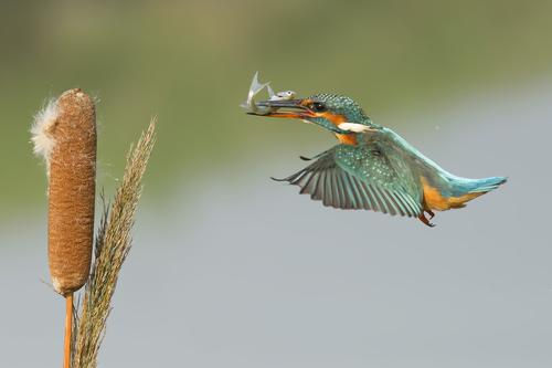 Eisvogel