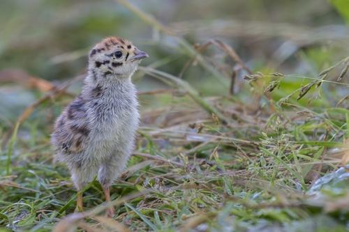 Rebhuhn (Jungvogel)