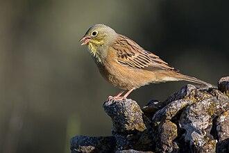 Ortolan