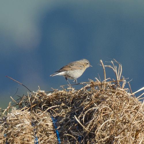 Steinschmätzer (Jungvogel)