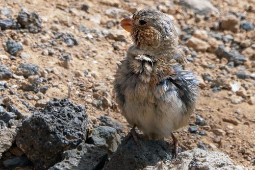 Wüstengimpel (Jungvogel)