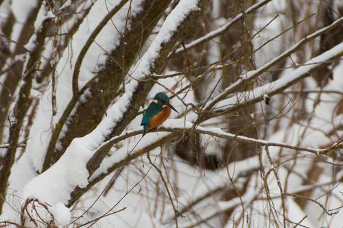 Eisvogel