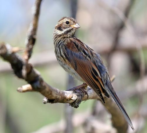Rohrammer (Jungvogel)
