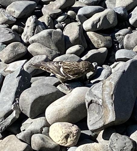 Bindenkreuzschnabel (Jungvogel)