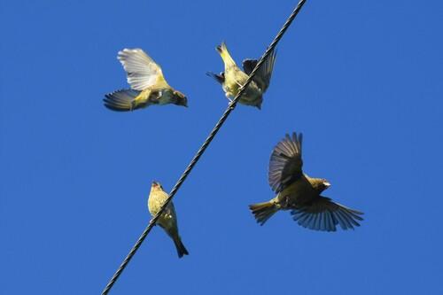 Grünfink (Jungvogel)