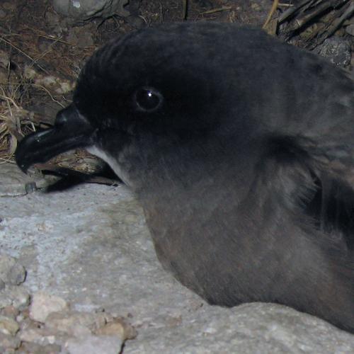 Bulwersturmvogel