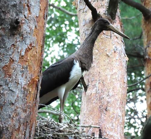 Schwarzstorch (Jungvogel)