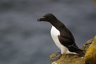 Tordalk