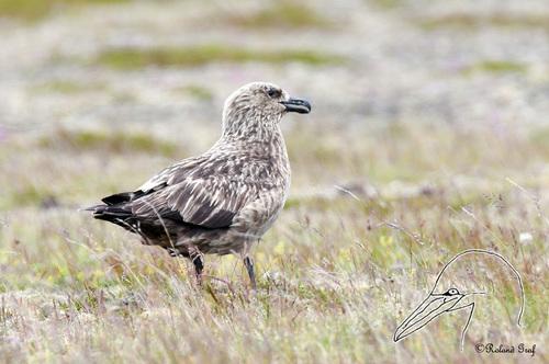 Skua