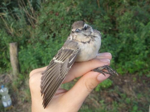 Schafstelze (Jungvogel)