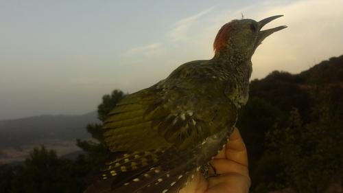 Iberiengrünspecht (Jungvogel)