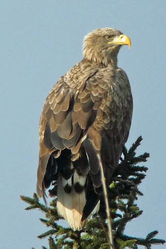 Seeadler