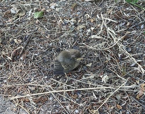 Zilpzalp (Jungvogel)