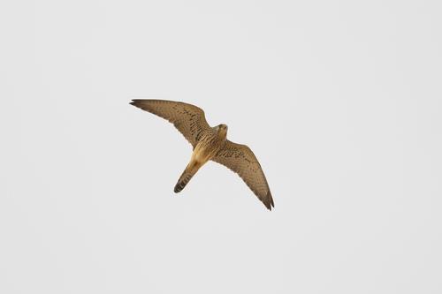Rötelfalke