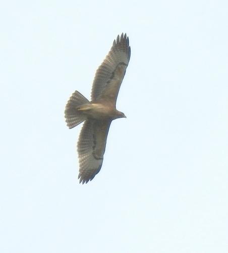 Habichtsadler (Weibchen)