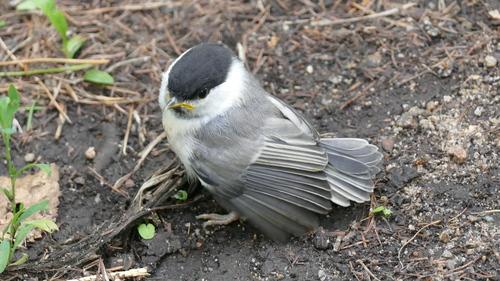 Weidenmeise (Jungvogel)